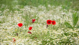 Natural capital: Leveraging environmental assets on farm roadshow